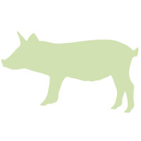Schwein