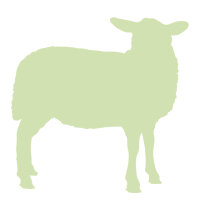 Lamm