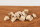 Rindereuter gefriergetrocknet | 100 g [DE]