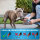 BluePet KrallenSchön - größenverstellbare Krallenschere für große und kleine Hunde & Katzen