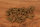 Fisch Cookies mini | 100 g [EU]