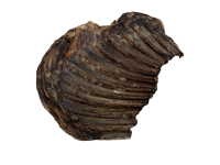 Hirschrippen ganz | 100 g [EU]