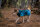Non-Stop dogwear Glacier Jacket 3.0