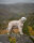 Non-Stop dogwear Trail quest fleece overall 55