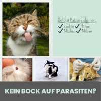 Noms+ Zpot-on für Katzen gegen Zecken, Flöhe, Milben & Mücken