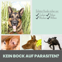 Noms+ Zpray für Hunde gegen Zecken, Flöhe, Milben & Mücken