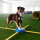 FitPAWS FitKinect Core